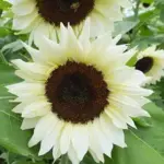 'Pro Cut White Nite' is a professional, pollenless cut-flower variety that is used by florists all over the world.