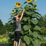 Giant Sunflower 'Mongolian Giant' is a true giant reaching up to 420cm (14ft) tall