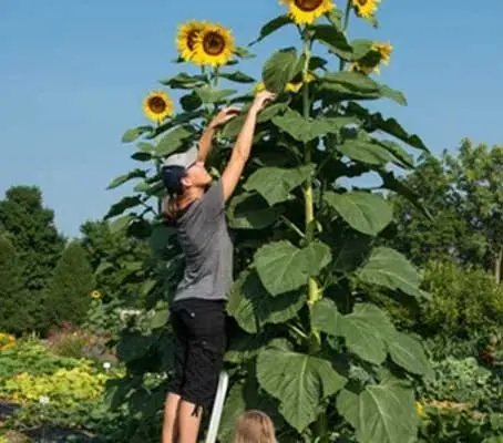 Giant Sunflower 'Mongolian Giant' is a true giant reaching up to 420cm (14ft) tall