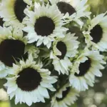 The blooms grow to around 10 to 15cm (4 to 6in) in diameter and the plants reach around 150cm (6ft) in height.