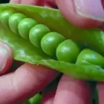 Pea 'Douce Provence' Organic -0