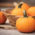 Pumpkin 'Wee-Bee-Little' is a lovely little pumpkin that is very endearing.