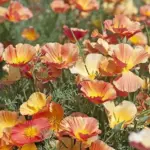 Eschscholzia californica Thai Silk, 'Apricot Chiffon'-18251