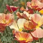 Eschscholzia californica Thai Silk, 'Apricot Chiffon'-0