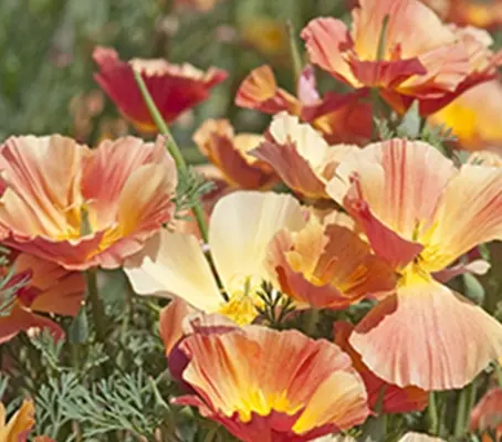 Eschscholzia californica Thai Silk, 'Apricot Chiffon'-0