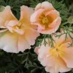 Eschscholzia californica Thai Silk, 'Pink Champagne'-18256