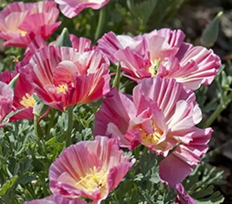 Eschscholzia californica Thai Silk, 'Appleblossom Chiffon'-0