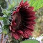 Helianthus annuus 'Pro Cut Red' is a stunning new dark addition to this widely grown series.
