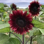 Flowers are a deep, rich rusty-red, one of the best dark colours on the market.