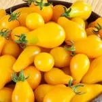 Tomato 'Yellow Pear'-18264