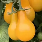 Tomato 'Yellow Pear'-18267