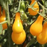 Tomato 'Yellow Pear'-0