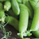 Pea 'Buddy' Organic -0