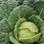 Cabbage ‘Famosa F1’ is a mid to early variety, that matures 70 days after transplanting