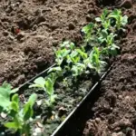 To grow an early crop, try sowing seeds in a length of old guttering. Once the seedlings have established, dig out a shallow trench and gently slide the pea seedlings into it.