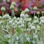 Papaver paeoniflorum 'Paeony Yellow'-18352