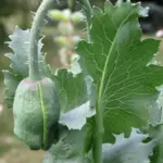Papaver paeoniflorum 'Paeony Yellow'-18353