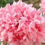 Paeony Rose-Pink produces ultra feminine, large flower heads with lovely crinkled rose-pink petals