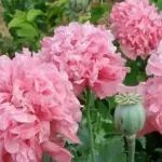 Sown in early spring, the plants grow quickly and the first flowers appear in early July.