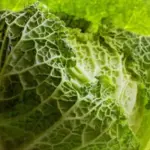 Dark green, heavily savoyed leaves and bright green heads make Cabbage ‘Famosa F1’ a head-turner.