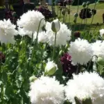 Papaver somniferum var. laciniatum 'Swansdown'-18342