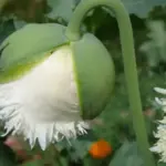 Papaver somniferum var. laciniatum 'Swansdown'-18343
