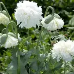 Papaver somniferum var. laciniatum 'Swansdown'-0