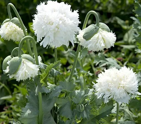 Papaver somniferum var. laciniatum 'Swansdown'-0
