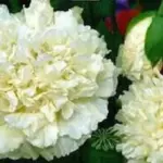 Papaver paeoniflorum 'Paeony Yellow'