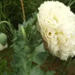 Papaver paeoniflorum 'Paeony Yellow'