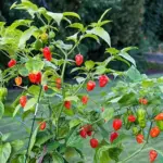 Pepper, Chili Pepper 'Bhut Jolokia Ghost Pepper'-18401