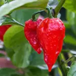Pepper, Chili Pepper 'Bhut Jolokia Ghost Pepper'-0