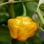 Shaped vaguely like a lantern, 'Jamaican Hot Yellow' mature from light green, to light orange