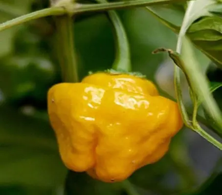 Shaped vaguely like a lantern, 'Jamaican Hot Yellow' mature from light green, to light orange