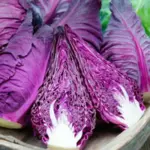 Cabbage 'Kalibos' is a pointed cabbage variety with distinctive red leaves.