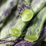 Bean: French Bean 'Weinländerin La Vigneronne' Organic-18377