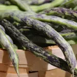 Bean: French Bean 'Weinländerin La Vigneronne' Organic-0