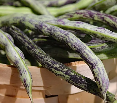 Bean: French Bean 'Weinländerin La Vigneronne' Organic-0