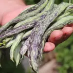 Bean: French Bean 'Weinländerin La Vigneronne' Organic-18378