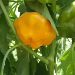 Pepper, Chili Pepper 'Jamaican Hot Yellow'-18393