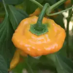 Jamaican Hot Yellow is a very compact plant with an abundance of thin skin hot peppers.