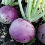 Turnip 'Zürcher' Organic-0