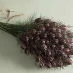 The flowers are followed by very ornamental seed capsules, are held on stiff stems.