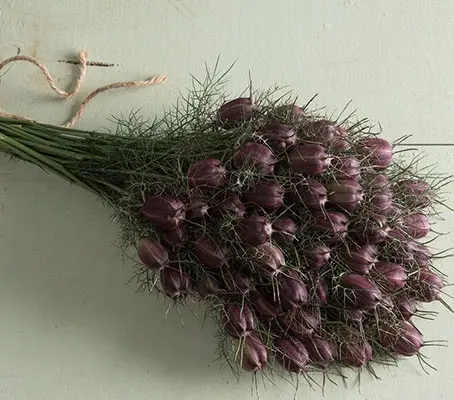 The flowers are followed by very ornamental seed capsules, are held on stiff stems.