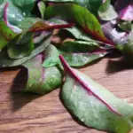 Harvest the leaves for baby leaf, in mixed salads or use steamed like spinach, or the roots can be left to grow like any other beetroot.