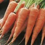 Kuroda is ideal for summer sowing with prolonged harvest through autumn (and winter in more temperate zones).