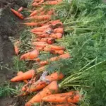 Use as a main crop for enormous yields that mature late in the season, Kuroda keeps well in cold storage