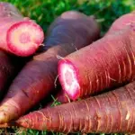 Carrot 'Heirloom Mixture' Organic-18427