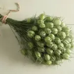 The flowers are followed by very ornamental seed capsules, are held on stiff stems.