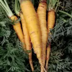 Carrot 'Heirloom Mixture' Organic-18428